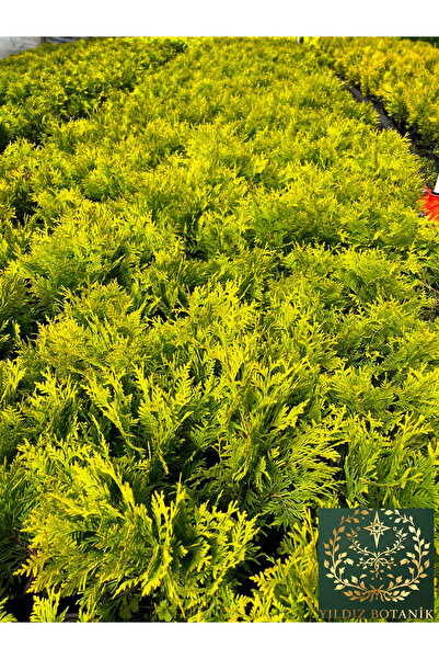 YILDIZ BOTANİK Sunkist Top Mazı Bitkisi Thuja Occidentalis Sunkist Fidanı 20-30 CM