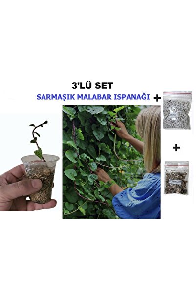morlalem m 3'LÜ BİTKİ SETİ, Malabar Ispanağı, Sarılıcı Sarmaşık ıspanak Sebze...