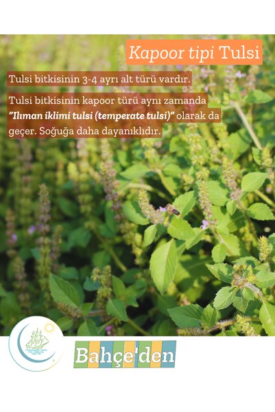 Haven Herbs & Blends شاي التولسي 100 جرام |   كابور من نوع التولسي (الريحان المقدس) |   من الحديقة