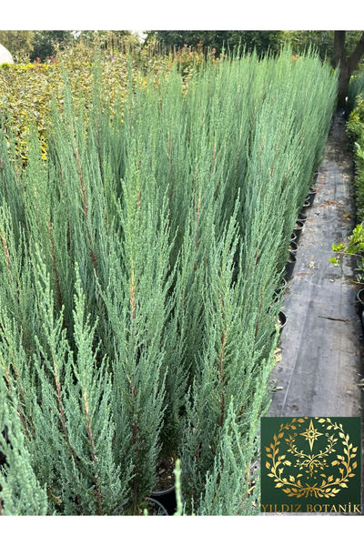 YILDIZ BOTANİK Mavi Kalem Selvi Fidanı Blue Arrow Juniper Bitkisi 100-110 CM