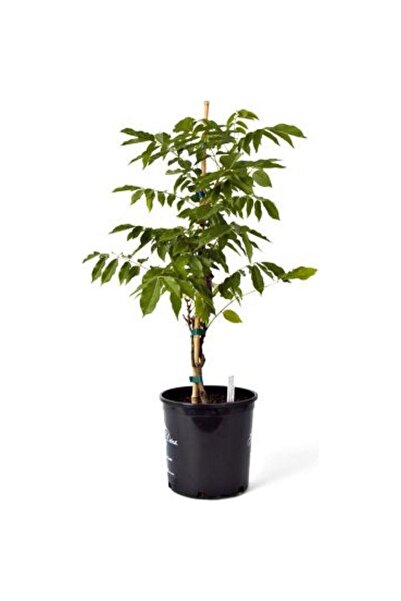 Mimoza Kokulu Mor Çiçekli Mor Salkım Fidanı 10-20 cm