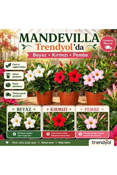 Mandevilla 3 renk