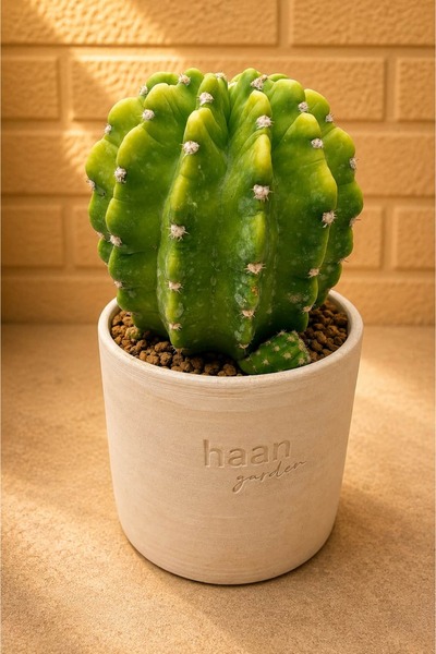 Echinopsis Subdenudata Lemon Kaktüs