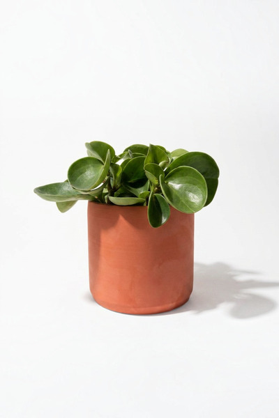 Lea Concept Yalın Silindirik Terracotta Beton Saksı Pürüzsüz Minimal Tasarım