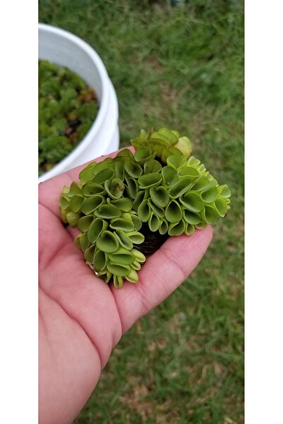 Moss Akvaryum Salvinia Cuculatta 2 Kök Su Üstü Bitkisi (5x8) Canlı Akvaryum B...