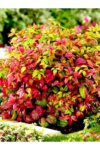 YILDIZ BOTANİK Bodur Renk Değiştiren Cennet Bambusu Çiçeği Nandina Fire Power 25-30 CM