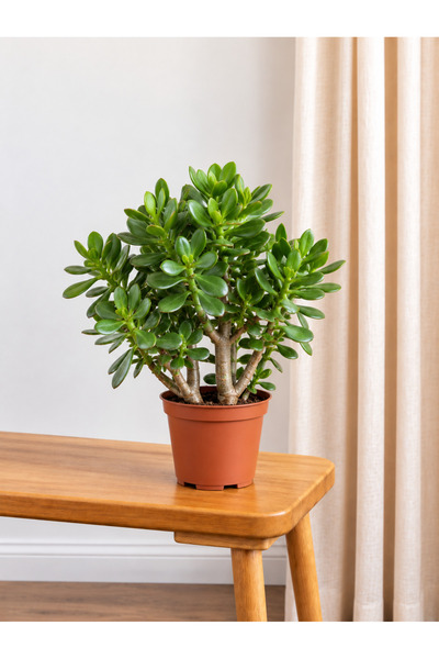 BitkiKapında Crassula Ovata (Bonsai Para Ağacı)