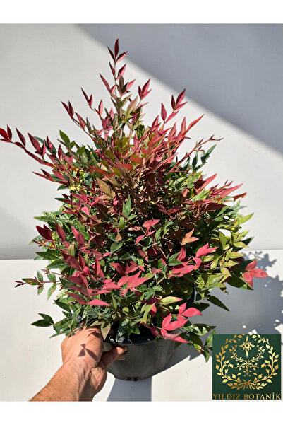 YILDIZ BOTANİK Nandina Obsession Seika Yarı Bodur Renk Değiştiren Cennet Bamb...