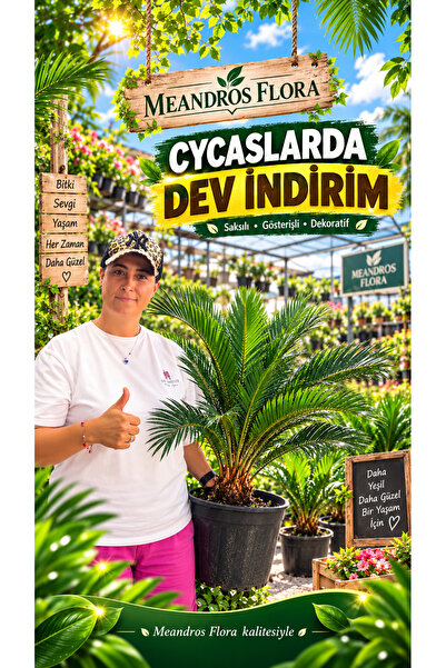 meandros flora 🌿 Cycas Revoluta – Özel Üretim 🌿 Japon palmiyesi