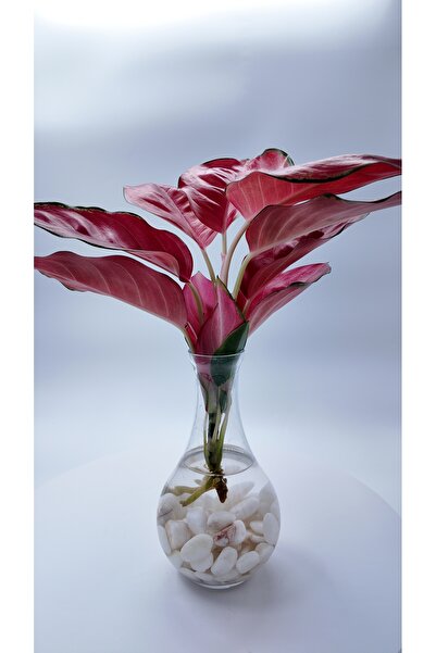 Aglaonema Flamingo – Canlı Dekoratif Suda Yetişen Bitki
