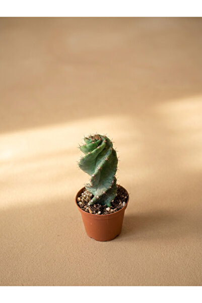 Mine Garden İthal Burgu Kaktüs (Cereus Forbesii 'Spiralis')