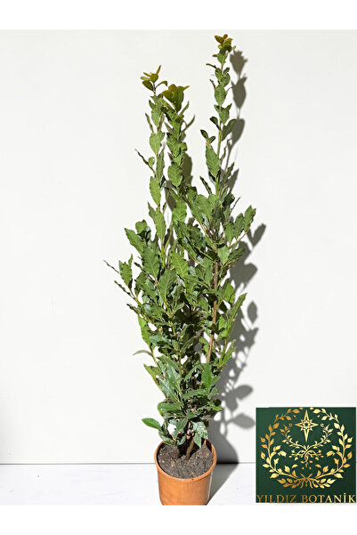 YILDIZ BOTANİK Defne Fidanı Aromatik Defne Ağacı Bitkisi Kokulu Laurus Nobili...