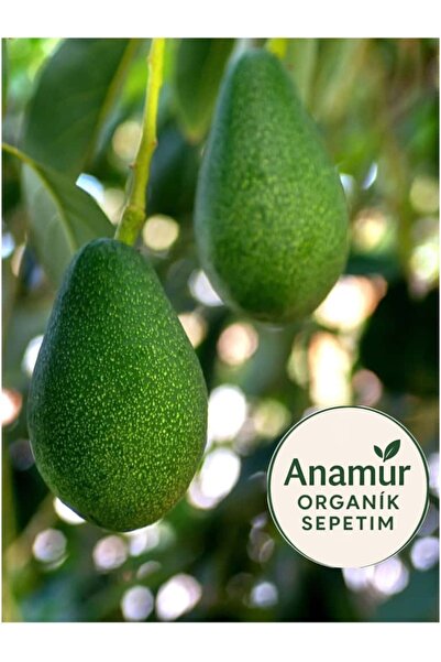 GB Tropikal 2 KG Taze Hasat Avokado