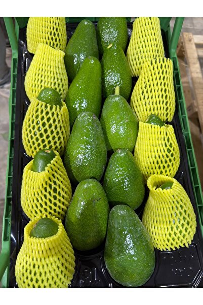 Genel Markalar Toros Hasat 1 Kg Taze Hasat Avokado