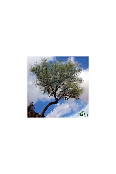 Generic Arabian Moringa Seeds (Yusr) (Arabian Moringa) (1 kg) - Moringa pereg...