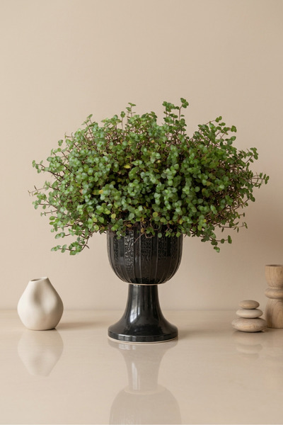 Mine Garden Ayaklı Siyah Seramik Saksıda Canlı Callisia Repens