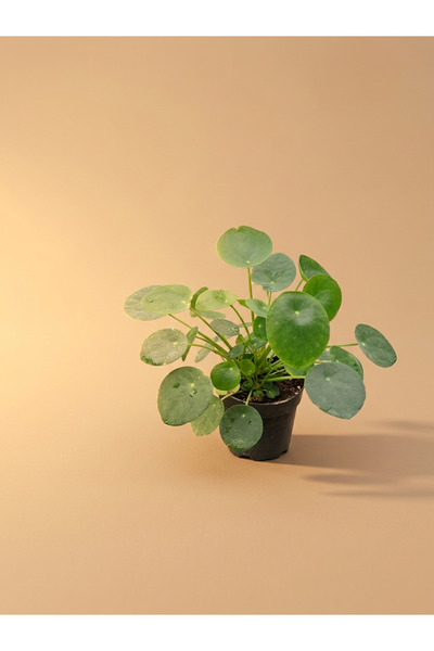 Genel Markalar Mine Garden İthal Siyah Saksıda Canlı Pilea Peperomioides (Çin...