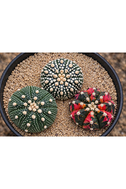 variegataseeds Astrophytum asterias ve gymnocalsıyum 'Variegated' kaktüsler 3...