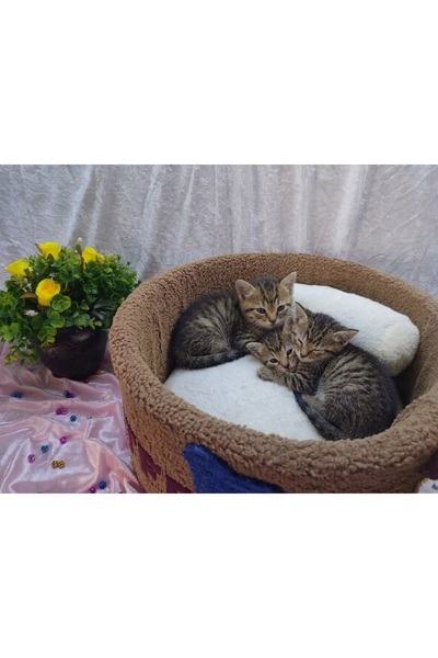 Catfeine Kahve Fincanı Tasarım Sünger Kedi Yatağı