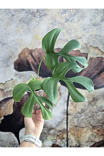PLANT Monstera Minima Deve Tabanı