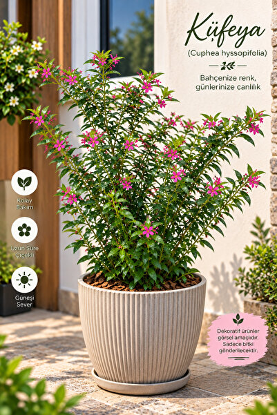 Lotus Botanik Küfeya Bitkisi - Küfeya Çalısı (Cuphea hyssopifolia) – Saksıda ...