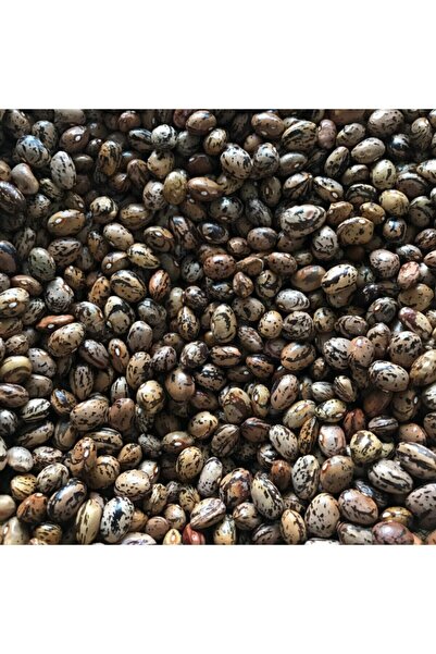 Karahasanoğlu Tarım Yerli Uzun-enli Erken Sırık Fasulye Tohumu 100 gr (ALACALI)