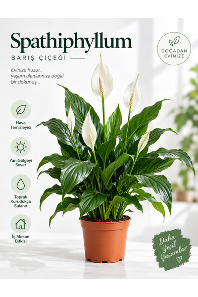 gardenkoala Barış Çiçeği – Spathiphyllum wallisii 13 cm Saksı