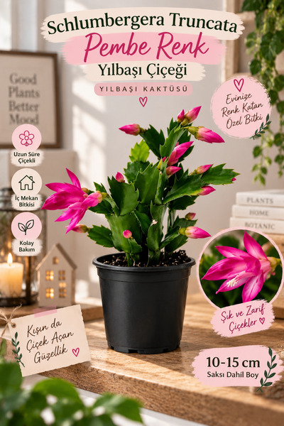 serada decor & plant Schlumbergera Truncata Pembe Renk Yılbaşı Çiçeği 10-15cm...