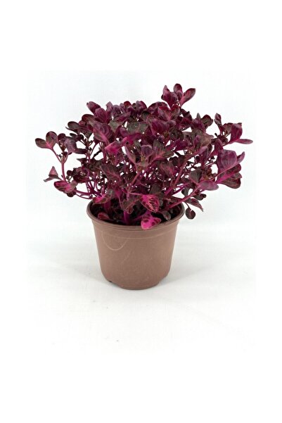 BİORGANİX Çingene Şalvarı Bitkisi Fidanı 10-20 cm