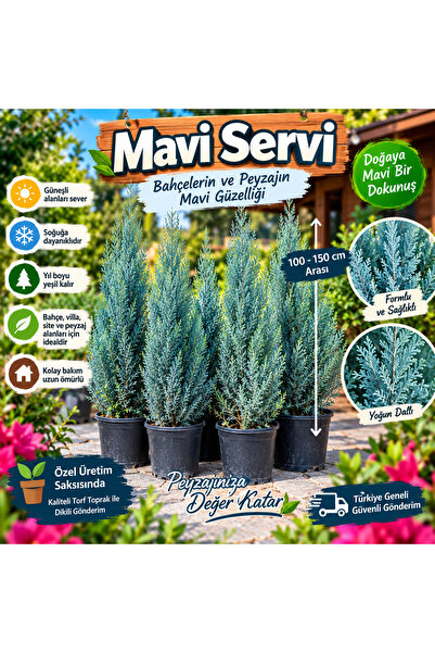 Mavi servi