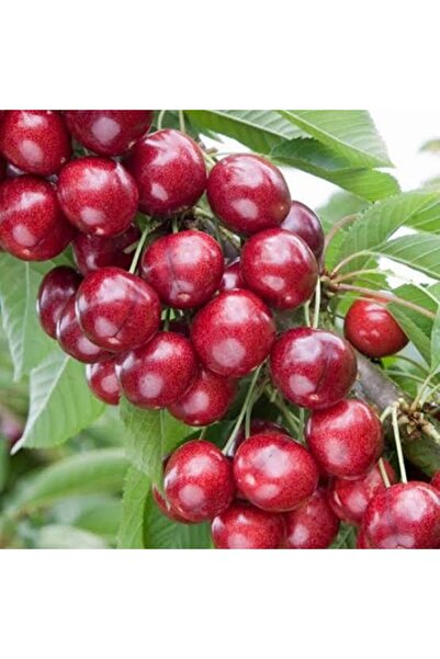 ASES FİDAN TÜPLÜ,3 YAŞ ,KENDİNDEN VERİMLİ SWEET HEART KİRAZ FİDANIBOY 130-150 CM