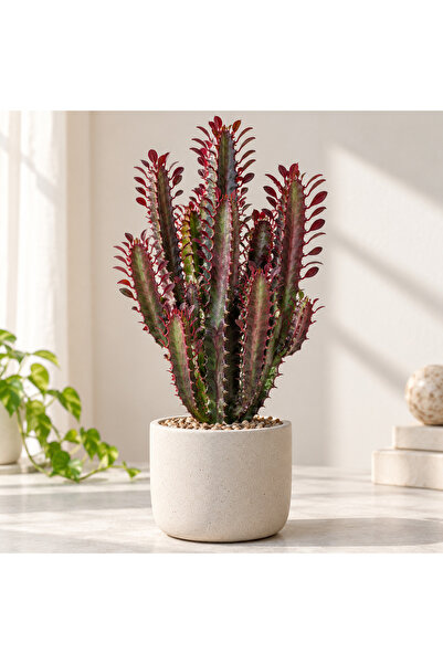Genel Markalar Kırmızı Süt Kaktüsü Euphorbia trigona ‘Rubra’