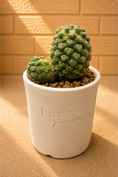 haan garden Mammillaria Schumannii Kaktüs