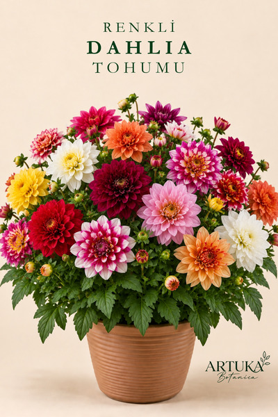 Artuka Botanica Dahlia (Yıldız Çiçeği) Tohumu (20 ad) | Çiçek Tohumu