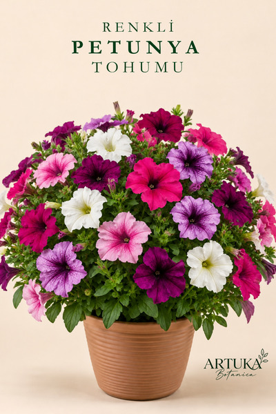 Artuka Botanica Renkli Petunya Çiçeği Tohumu (25 ad) | Çiçek Tohumu