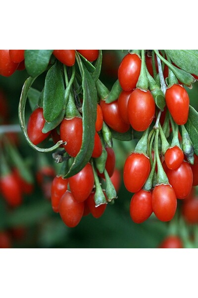 BİORGANİX Çöl Dikeni Goji Berry Meyve Fidanı 10-20 cm