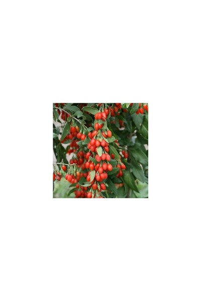 BİORGANİX Evlilik Asması Goji Berry Kurt Üzümü Fidanı 10-20 cm