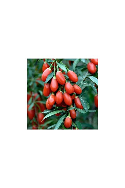BİORGANİX Kutu Dikeni Goji Berry Kurt Üzümü Fidanı 10-20 cm