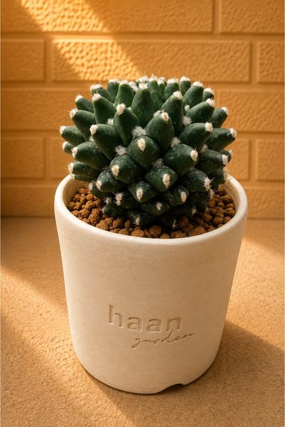 haan garden Mammillaria Bucareliensis Erusamu Kaktüs