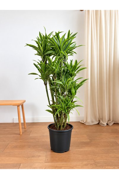 BitkiKapında Dracaena Fragrans Lemon Lime XXL Çoklu Gövdeli