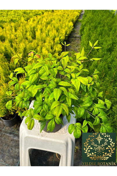 YILDIZ BOTANİK Bodur Renk Değiştiren Cennet Bambusu Çiçeği Nandina Fire Power 25-30 CM