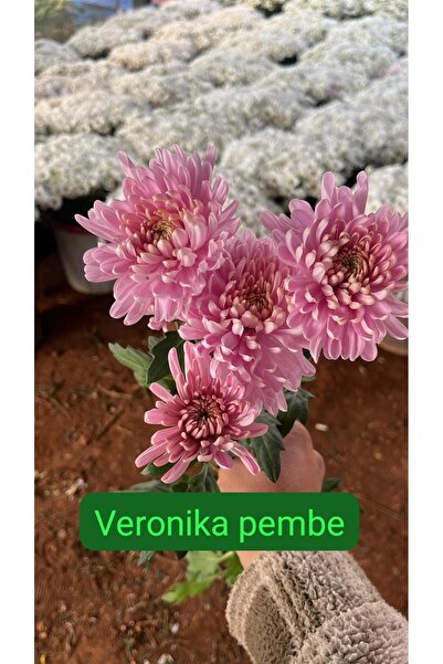 MESASTORE Canlı Kasımpatı Fidesi Seti Pembe (10 Adet) - Tüplü / Köklü Bahçe v...