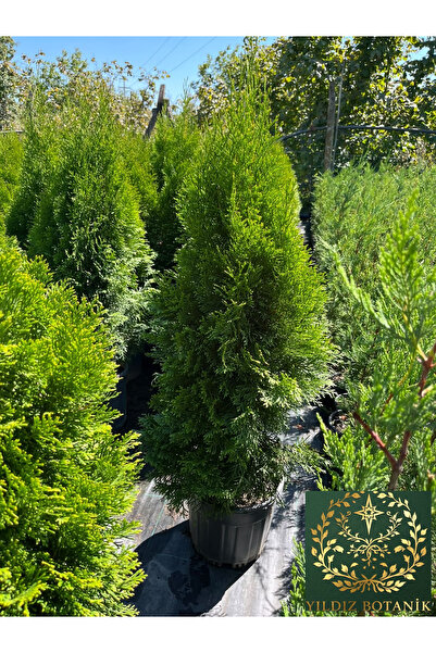YILDIZ BOTANİK Smargat Mazı Fidanı Çit Bitkisi Thuja Occidentalis Smaragd Çam...