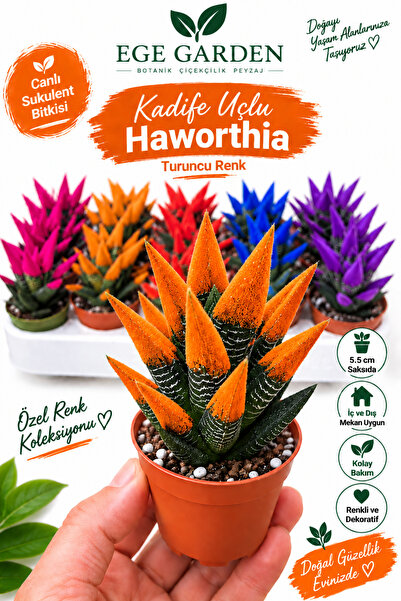 EGE GARDEN Turuncu Kadife Uçlu Haworthia Canlı Sukulent Bitkisi 5,5 cm Saksıd...