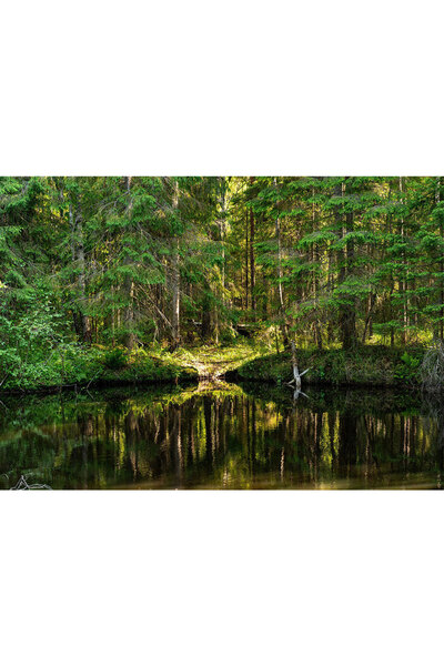 VIODESIGN Fototapet abstract ,autoadeziv, Natura , multicolor,120x200 cm PE297