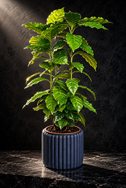bitkidünyam Çok Köklü Kahve Ağacı Canlı Bitki Dekoratif Taş Saksıda Coffea Ar...