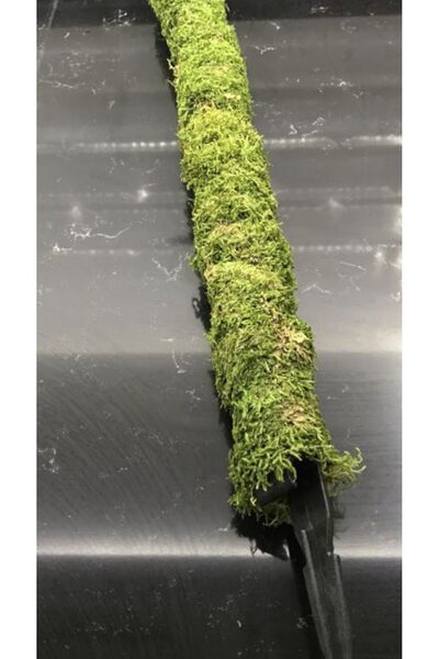 greendeco Bitki Destek Çubuğu 60 Cm (yosun Sopası)-Saplama aparatlı destek çubuğu