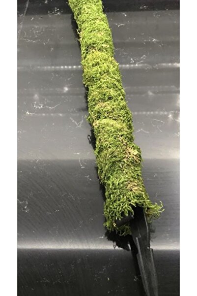 greendeco 125cm 15cm (SAPLAMA APARATI):140 Cm Bitki Destek Çubuğu