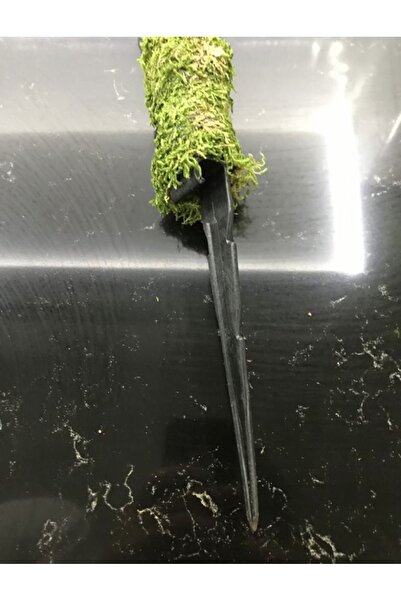 greendeco Bitki Destek Çubuğu 60 Cm (yosun Sopası)-Saplama aparatlı destek çubuğu