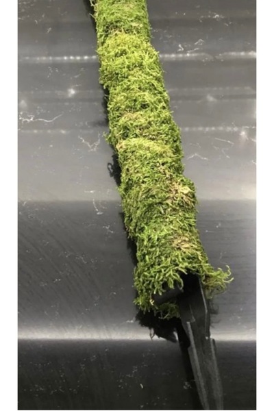 greendeco Bitki Destek Çubuğu 100 Cm (yosun Sopası)-saplama aparatlı destek çubuğu